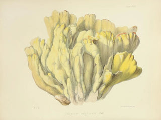 Anna Maria Hussey - Illustrations of British mycology Pl46.webp