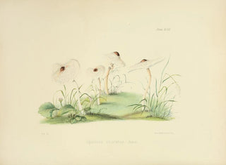 Anna Maria Hussey - Illustrations of British mycology Pl48.webp