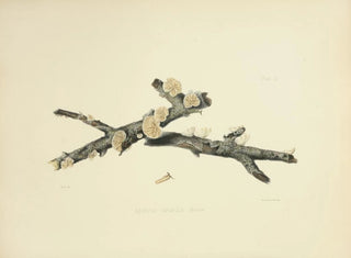 Anna Maria Hussey - Illustrations of British mycology Pl50.webp