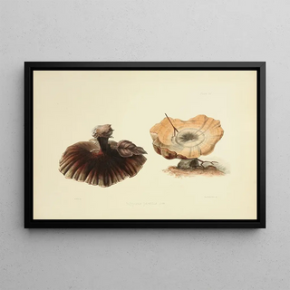 Anna Maria Hussey - Illustrations of British mycology Pl51.webp