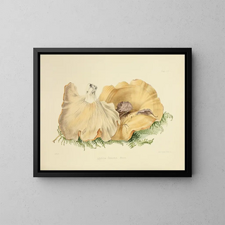 Anna Maria Hussey - Illustrations of British mycology Pl59.webp