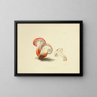 Anna Maria Hussey - Illustrations of British mycology Pl60.webp
