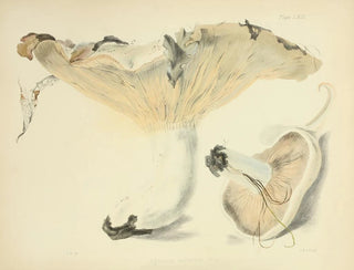 Anna Maria Hussey - Illustrations of British mycology Pl63.webp