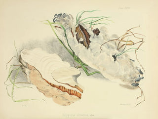Anna Maria Hussey - Illustrations of British mycology Pl64.webp