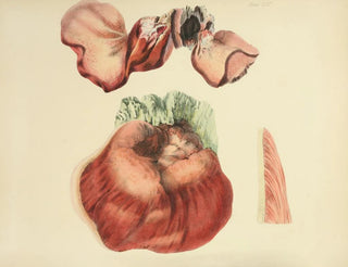Anna Maria Hussey - Illustrations of British mycology Pl65.webp