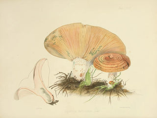 Anna Maria Hussey - Illustrations of British mycology Pl67.webp