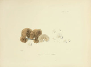 Anna Maria Hussey - Illustrations of British mycology Pl74.webp