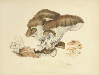 Anna Maria Hussey - Illustrations of British mycology Pl75.webp