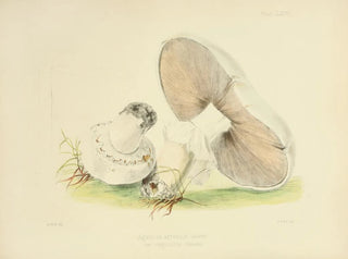 Anna Maria Hussey - Illustrations of British mycology Pl76.webp