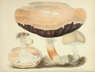 Anna Maria Hussey - Illustrations of British mycology Pl77.webp