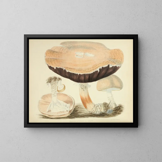Anna Maria Hussey - Illustrations of British mycology Pl77.webp