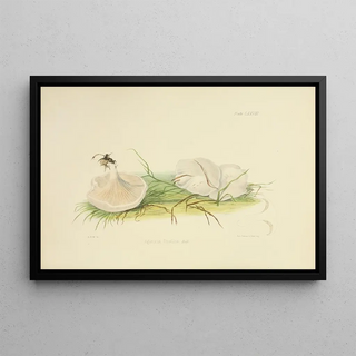 Anna Maria Hussey - Illustrations of British mycology Pl78.webp