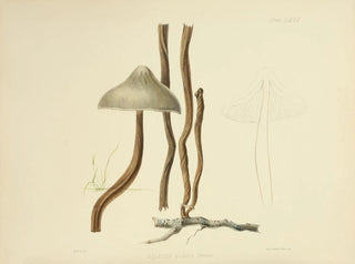 Anna Maria Hussey - Illustrations of British mycology Pl80.webp