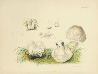 Anna Maria Hussey - Illustrations of British mycology Pl83.webp