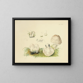 Anna Maria Hussey - Illustrations of British mycology Pl83.webp