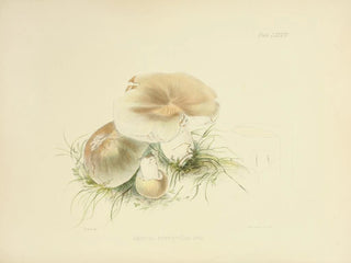 Anna Maria Hussey - Illustrations of British mycology Pl84.webp