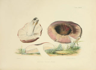 Anna Maria Hussey - Illustrations of British mycology Pl89.webp