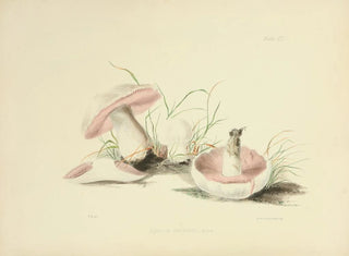 Anna Maria Hussey - Illustrations of British mycology Pl90.webp
