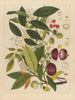 Album d'aquarelles chinoises de fruits asiatiques Pl02 - Anonyme — vy av konstverket
