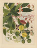 Album d'aquarelles chinoises de fruits asiatiques Pl03 - Anonyme — vy av konstverket