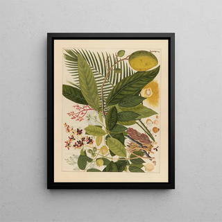 Anonymous - Album of Chinese watercolors of Asian fruits Pl04.webp