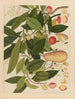 Album d'aquarelles chinoises de fruits asiatiques Pl05 - Anonyme — vy av konstverket