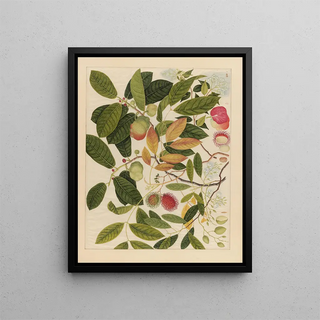 Anonymous - Album of Chinese watercolors of Asian fruits Pl06.webp