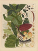 Album d'aquarelles chinoises de fruits asiatiques Pl07 - Anonyme — vy av konstverket