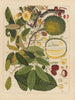 Album d'aquarelles chinoises de fruits asiatiques Pl11 - Anonyme — vy av konstverket