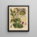 Album d'aquarelles chinoises de fruits asiatiques Pl11 - Anonyme — inramlat konstverk på väggen