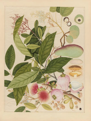 Anonymous - Album of Chinese watercolors of Asian fruits Pl12.webp