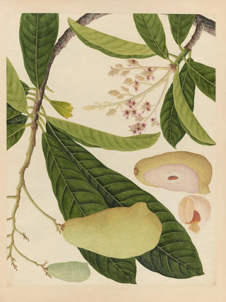 Anonymous - Album of Chinese watercolors of Asian fruits Pl16.webp
