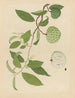 Album d'aquarelles chinoises de fruits asiatiques Pl17 - Anonyme — vy av konstverket
