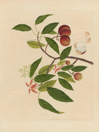 Anonymous - Album of Chinese watercolors of Asian fruits Pl18.webp