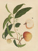 Album d'aquarelles chinoises de fruits asiatiques Pl19 - Anonyme — vy av konstverket