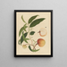 Album d'aquarelles chinoises de fruits asiatiques Pl19 - Anonyme — inramlat konstverk på väggen