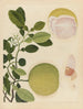 Album d'aquarelles chinoises de fruits asiatiques Pl20 - Anonym — vy av konstverket