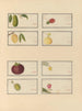 Album d'aquarelles chinoises de fruits asiatiques Pl23 - Anonyme — vy av konstverket