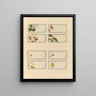 Anonymous - Album of Chinese watercolors of Asian fruits Pl24.webp