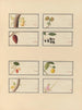 Album d'aquarelles chinoises de fruits asiatiques Pl26 - Anonyme — vy av konstverket