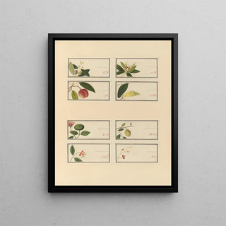 Anonymous - Album of Chinese watercolors of Asian fruits Pl27.webp