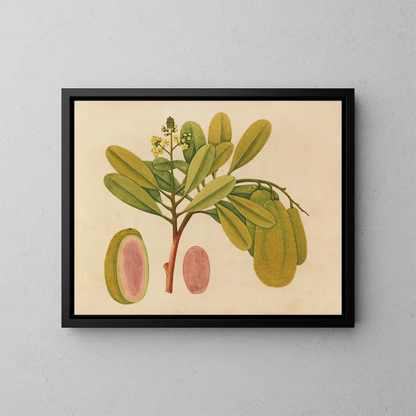 Album de aquarelles de fruits et fleurs asiatiques Pl01 - Anonyme — inramlat konstverk på väggen