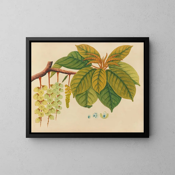 Album de aquarelles de fruits et fleurs asiatiques Pl03 - Anonyme — inramlat konstverk på väggen
