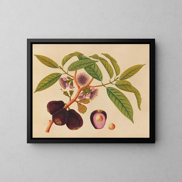 Album de aquarelles de fruits et fleurs asiatiques Pl05 - Anonyme — inramlat konstverk på väggen