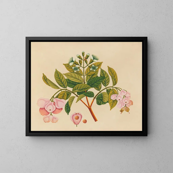 Album av akvareller av asiatiska frukter och blommor Pl06 - Anonym — inramlat konstverk på väggen