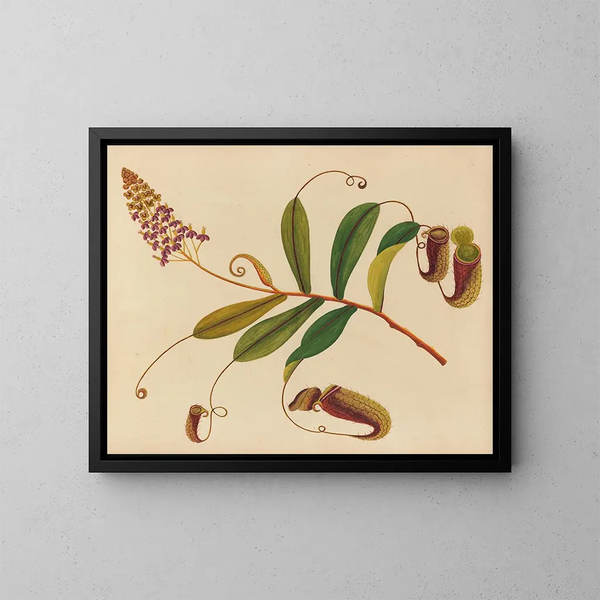 Album de aquarelles de fruits et fleurs asiatiques Pl10 - Anonyme — inramlat konstverk på väggen