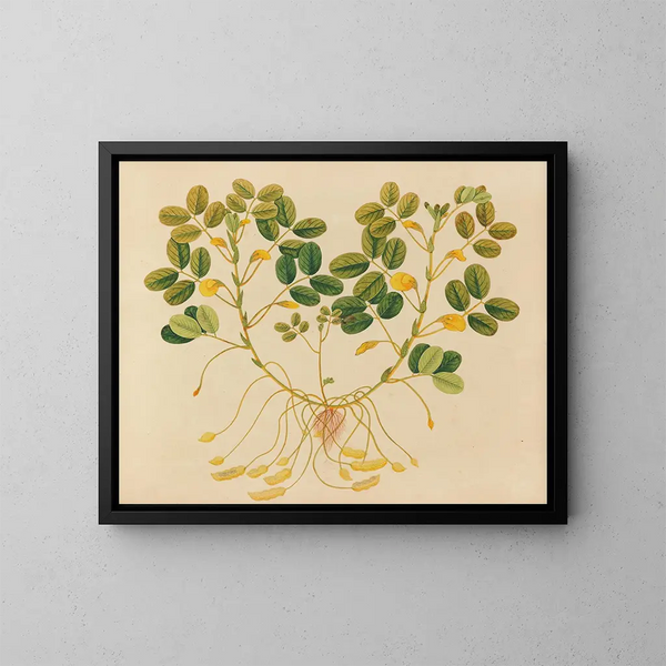 Album de aquarelles de fruits et fleurs asiatiques Pl11 - Anonyme — inramlat konstverk på väggen