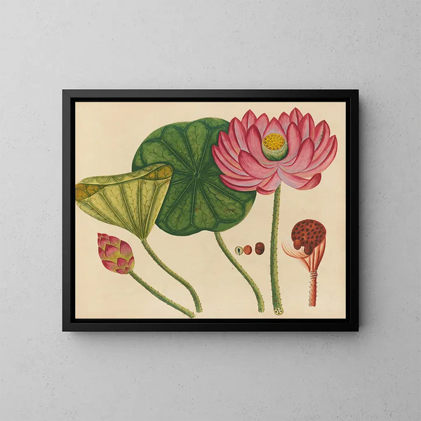 Album de aquarelles de fruits et fleurs asiatiques Pl12 - Anonyme — inramlat konstverk på väggen