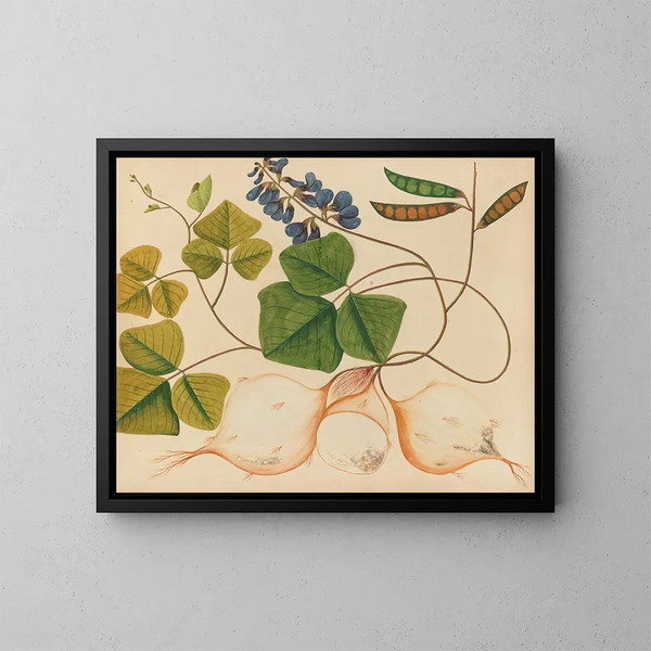 Album de aquarelles de fruits et fleurs asiatiques Pl13 - Anonyme — inramlat konstverk på väggen