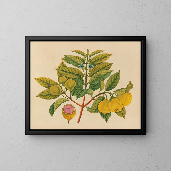 Album de aquarelles de fruits et fleurs asiatiques Pl14 - Anonyme — inramlat konstverk på väggen